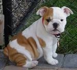 Adorable cachorro bulldog para su aprobación. 