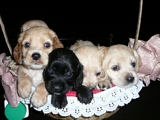 Cachorros Cocker Spaniel ---  Me queda uno