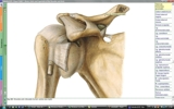 ATLAS DE ANATOMIA HUMANA SOBOTTA OU NETTER EM CD - FRETE GRÁTIS