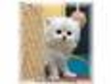 Gatitos para venta - Santa Cruz - Santa Cruz de la Sierra