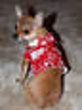 Cachorros de chihuahua de adoção - Zulia - Maracaibo