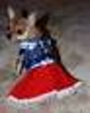 Cachorros de chihuahua de adoção