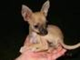 Chihuahua cachorro para su aprobación