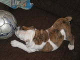 Cachorros de Bulldog Ingles ARGENTINOS 