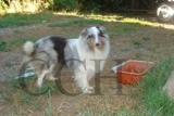CRIANZA CANINA HUNDEZUCHT VALDIVA - CHILE