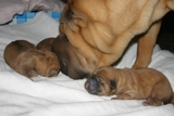 Se venden hermosos Shar Pei´s