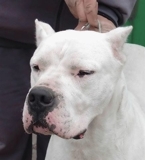 Dogo Argentino, Cachorros - Montevideo - Montevideo