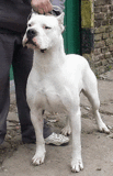 Puppies Dogo Argentino - Alabama - Houston