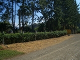 Hermoso Lote en Orosi con casa.