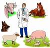 MEDICO VETERINARIO - Lima Metropolitana y Callao - Lima