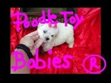 *** ESPECIALIZADO EM POODLES *** VERDADEIROS BIBELOS *****