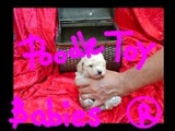 *** POODLE MICRO E POODLE TOY *** VERDADEIROS BIBELOS ***