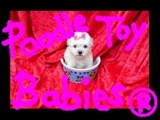 *** POODLE MICRO E POODLE TOY *** VERDADEIROS BIBELOS ***