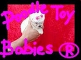*** POODLE MICRO E POODLE TOY *** VERDADEIROS BIBELOS ***
