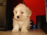 LHASA APSO, Canil Del'Amore