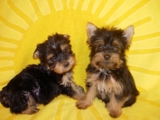 Hermosos cachorritos Yorkshire