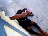 estou doando um cão Rottivailler