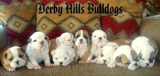 Bulldog Inglés cachorros para su aprobación