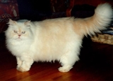 FILHOTES DE GATO PERSA E SIAMES