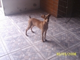 pinscher miniatura