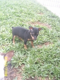 pinscher Nº1