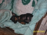 pinscher TAMANHO zero