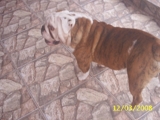 BULLDOG INGLÊS FILHO DE CAMPEÕES  EXC.PEDIGREE