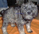 schnauzer mini