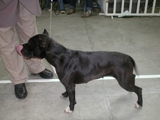 Vendo Cachorros American Stanford Terrier