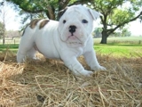 filhotes de cachorro do buldogue para a adopção