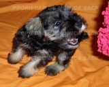 SCHNAUZER MINIATURA