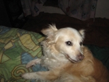 SE BUSCA PERRITA EN TRATAMIENTO