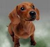LAS MASCOTAS MAS HERMOSAS DE LA REPUBLICA.....!