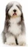 bearded collie