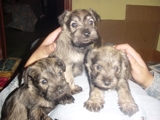 Se Venden Cachorritos Schnauzer Miniatura