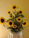 Girasoles_2_thumb