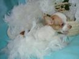 bonito chihuahua plutônio para livre adopção a bom repousos
