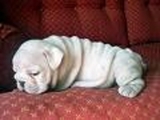 Bulldog12_thumb
