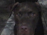 Doação de cachorro