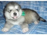 Las mascotas mas hermosas
