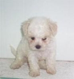 French Poodle Tacita de Te