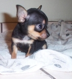 Chihuahua
