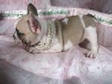 De origen francés toro mujeres capacitadas para la venta de perros (de contacto)