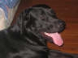 BUSCO NOVIA... SOY LABRADOR