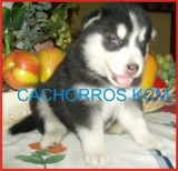 SUPER CACHORROS TODAS LAS RAZAS!!!