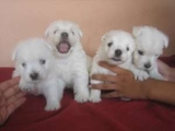 Lindas Fêmeas West Highland White Terrier Disponível/RJ