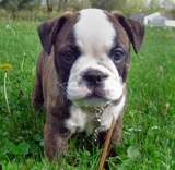 FREE TO GOOD AND LOVING HOMES ENGLISH BULLDOG PUPPY 