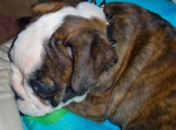 FREE TO GOOD AND LOVING HOMES ENGLISH BULLDOG PUPPY  - Kingston - Kingston