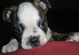 FREE TO GOOD AND LOVING HOMES ENGLISH BULLDOG PUPPY  - Kingston - Kingston