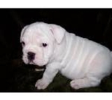 English bull dogs for free adoption